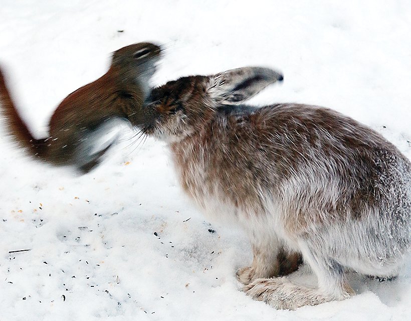 A startled red squirrel leaps into the air, startling a snowshoe hare that was feeding next to it.