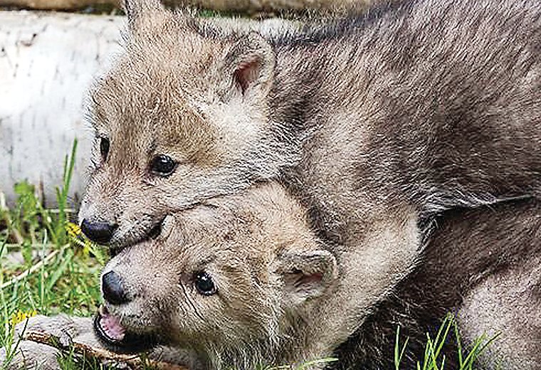 Pups at the Wolf Center have always been a draw for visitors, for obvious reasons.