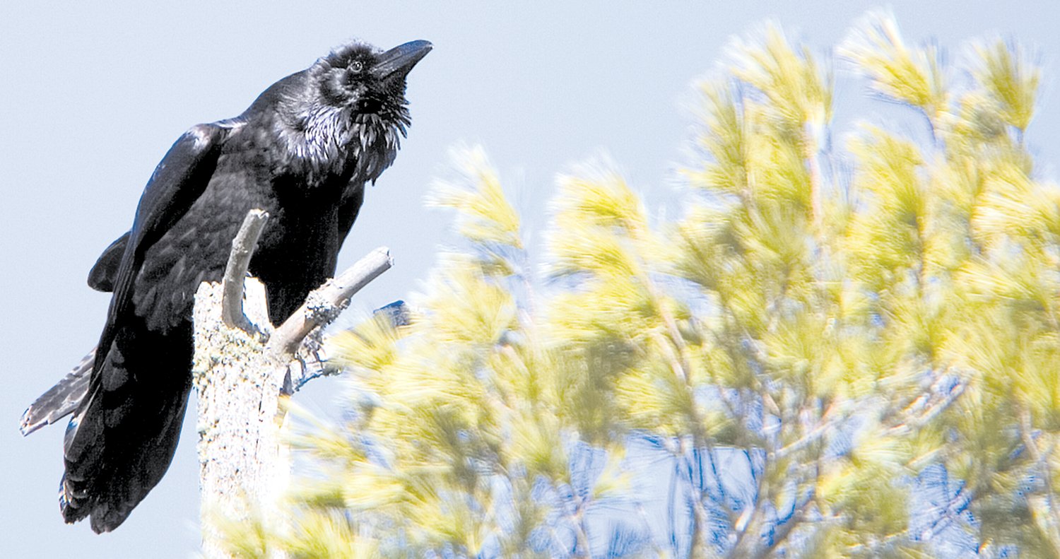 A raven sits on a white pine snag.