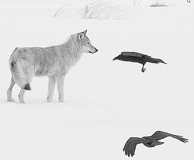 A wolf and ravens gather near a deer kill.