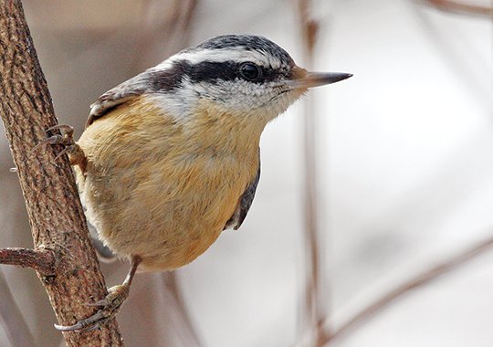 A red-breasted 
nuthatch.