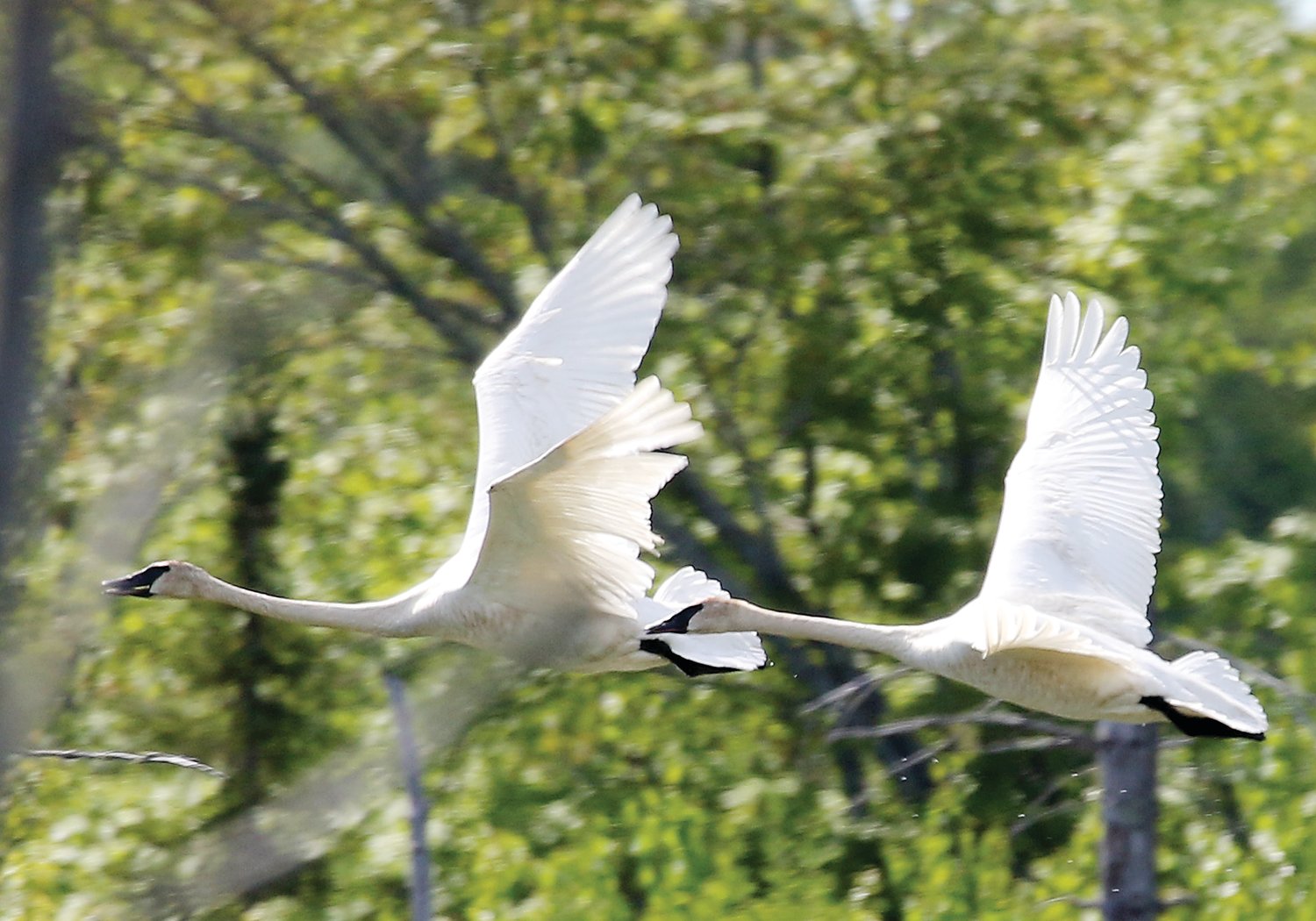A pair of trumpeter swans flies above a beaver pond in the Superior 
National Forest. The 
population of trumpeters has rebounded 
spectacularly in Minnesota following a reintroduction effort started by the DNR in the 1980s.