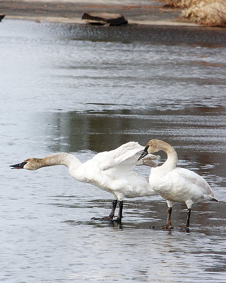 A pair of trumpeters stand on lingering ice on Lake Vermilion’s Pike Bay.