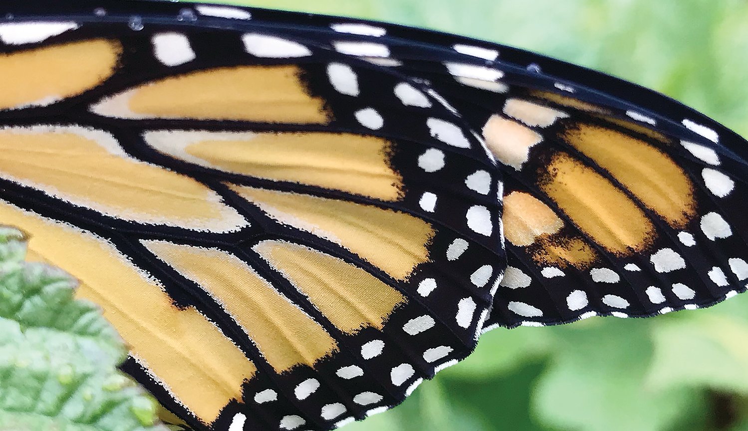 The distinctive pattern of the Monarch butterfly wing.