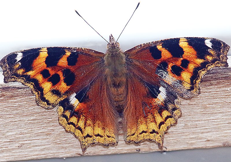 Another overwintering species found in the North Country is the Compton's Tortoiseshell.