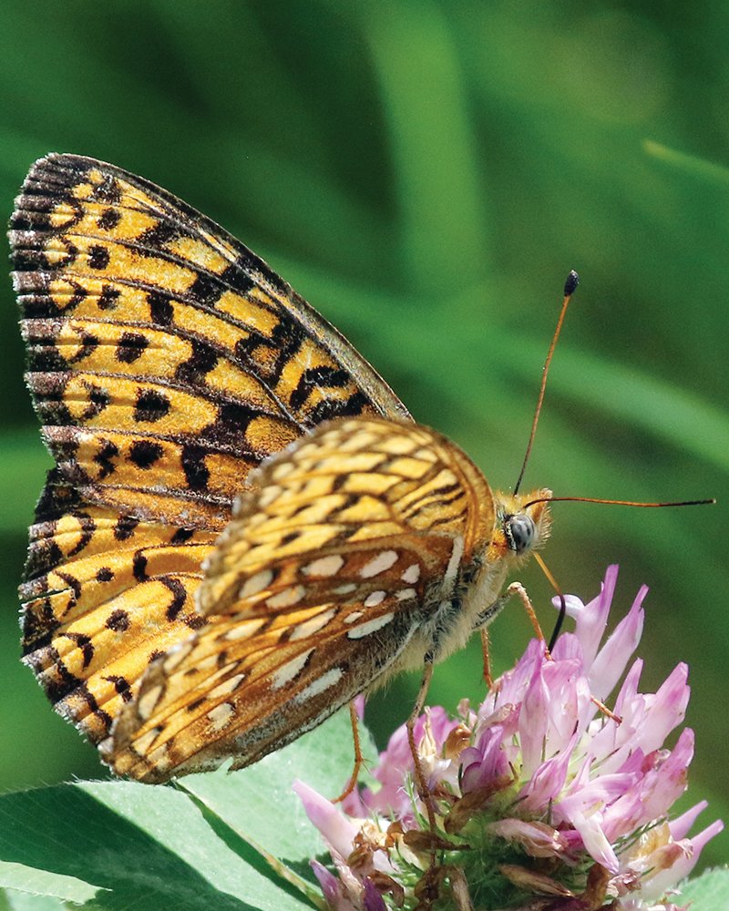 The Atlantis Fritillary, pictured here, looks nearly identical to the Aphrodite Fritillary pictured next. Look at the outer edges of their wings to discover how to tell them apart.