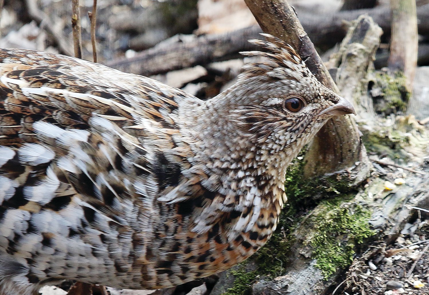 Hunters will be on the lookout for ruffed grouse 
beginning this weekend.