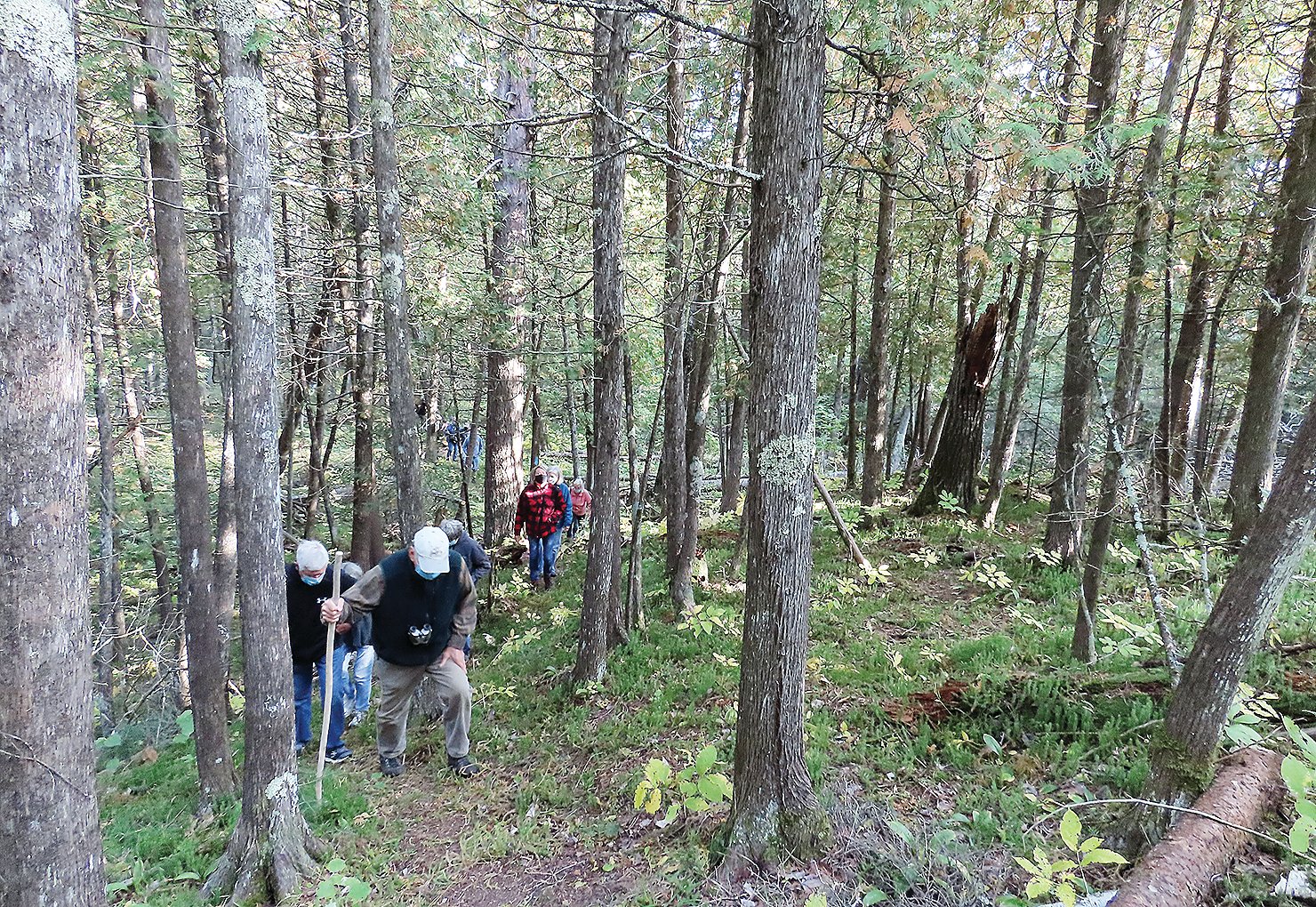 Members of the Ely Field 
Naturalists make their way up a hill along the route of the new Ancient Cedars Trail in Tower.