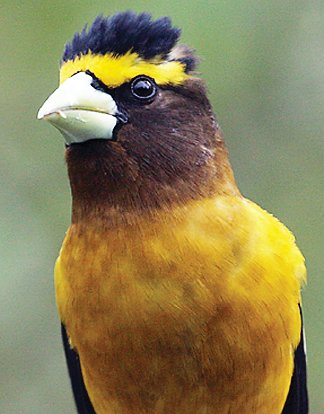 Annual bird count documents population trends - Vimarsana News