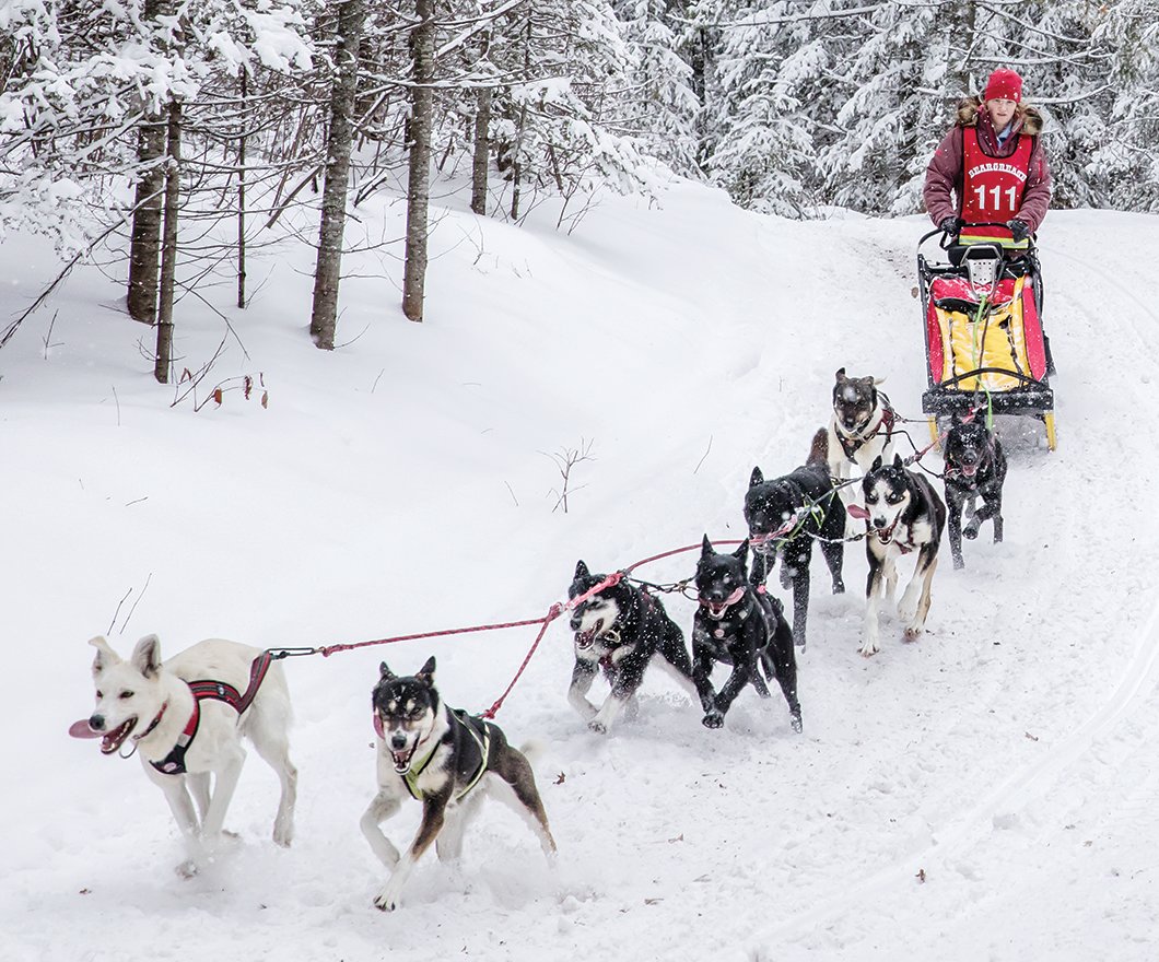 For the love of sled dogs - Vimarsana News