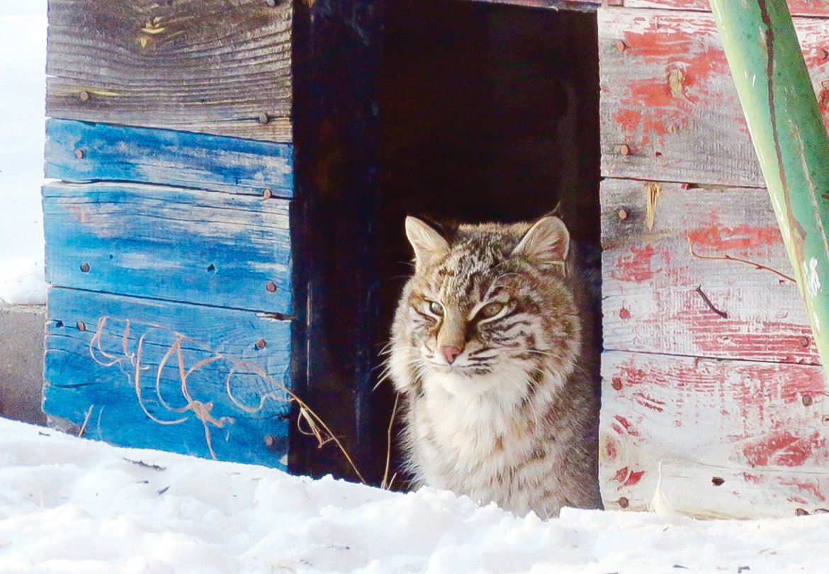 A cat who came in from the cold | The Timberjay