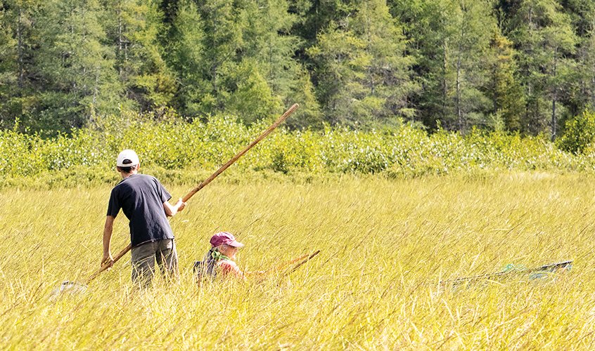 EPA moves to protect wild rice waters - Vimarsana News