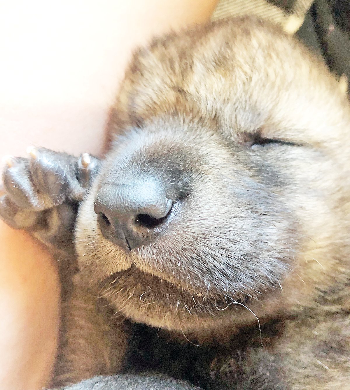 New pup added to Ely Wolf Center exhibit pack - Vimarsana News