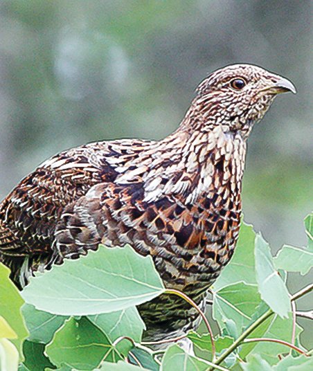 Does this grouse look worried for hunting season?