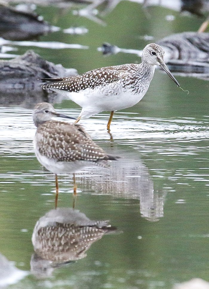 Greater yellowlegs actively feed in the shallow water and mud flats left behind on a large 
former bay in the Pike River Flowage.