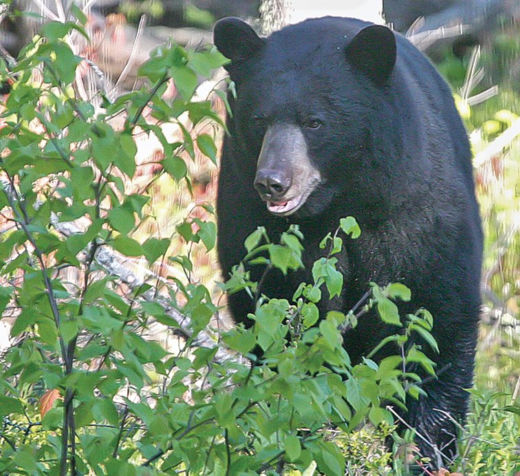 The Arrowhead has long been the heart of 
Minnesota bear country. But continued high 
harvest levels, particularly of female bears, is putting pressure on the population.