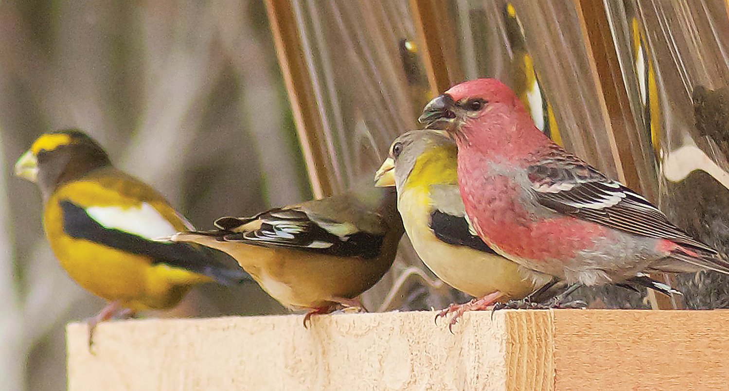 A feeder full of 
grosbeaks may be in store this winter due to poor 
natural food crops across most of western Canada 
and northeastern Minnesota.