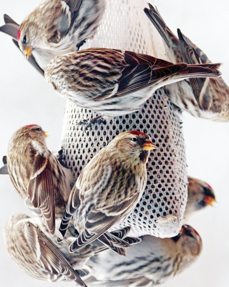Large numbers of 
redpolls can also be 
expected to show up at 
area feeders this winter.