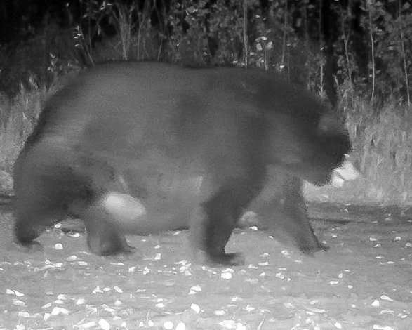 A gigantic black bear was caught on a trail camera in early October, just south of Voyageurs National Park.
