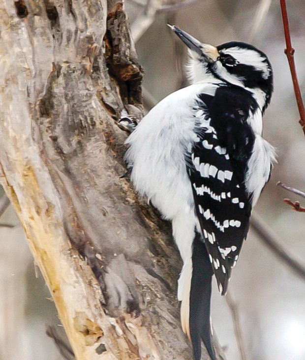 With their prominent beaks and pugnacious attitude, hairy woodpeckers punch above their weight class at the bird feeder.