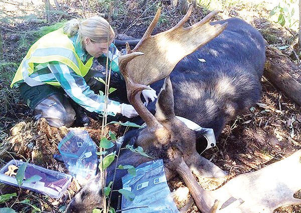 Wolf predation may reduce brainworm frequency in moose - Vimarsana News