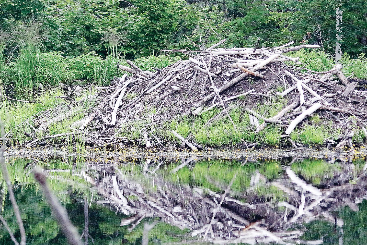 Study: Beavers play critical role | The Timberjay - Vimarsana News