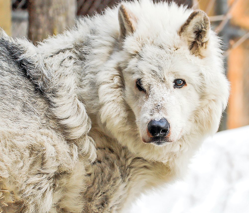 Ely Wolf Center loses oldest ambassador - Vimarsana News