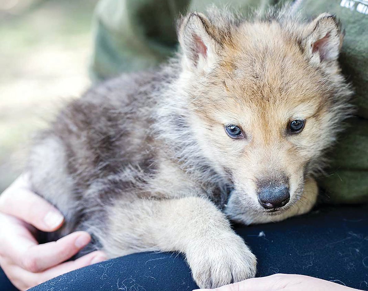 New pups for a new season | The Timberjay - Vimarsana News