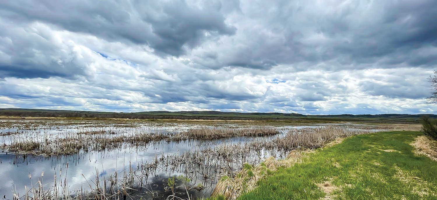 Plodding the paddies - The Timberjay - Vimarsana News
