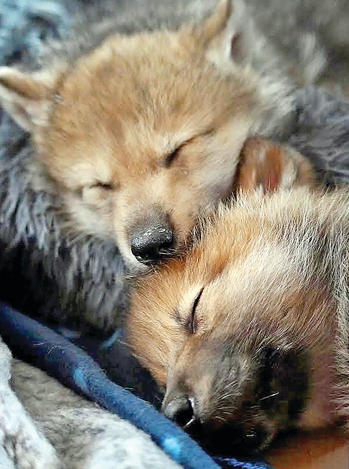 New wolf pups now ready for prime time - Vimarsana News