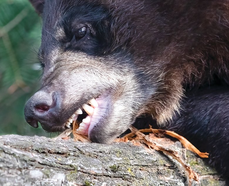 Bear sanctuary working through staffing crisis - Vimarsana News