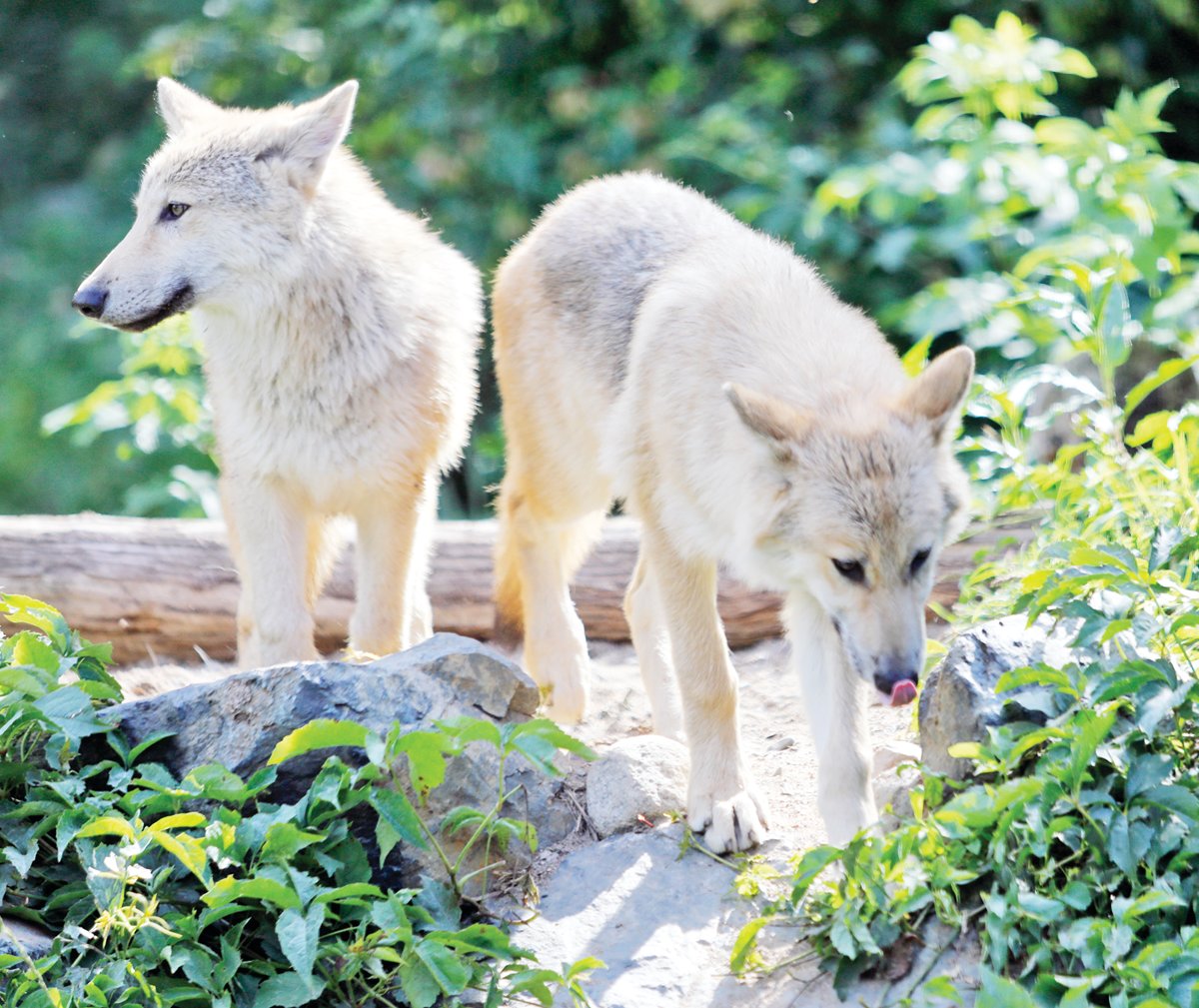 Wolf Center's new pups join exhibit pack - Vimarsana News