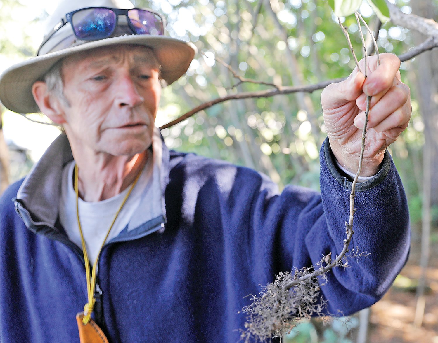 Battling buckthorn - The Timberjay - Vimarsana News