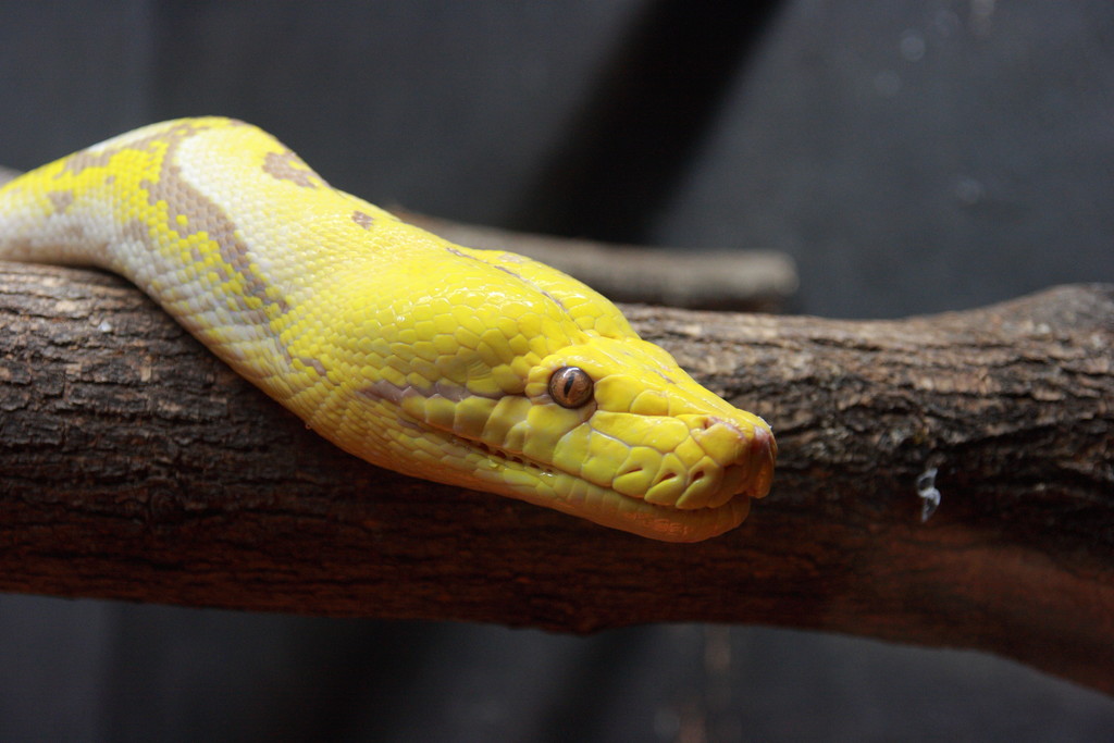 meet-turtle-back-zoo-s-newest-friend-a-reticulated-python-the-jersey